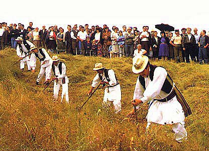 Kosidba